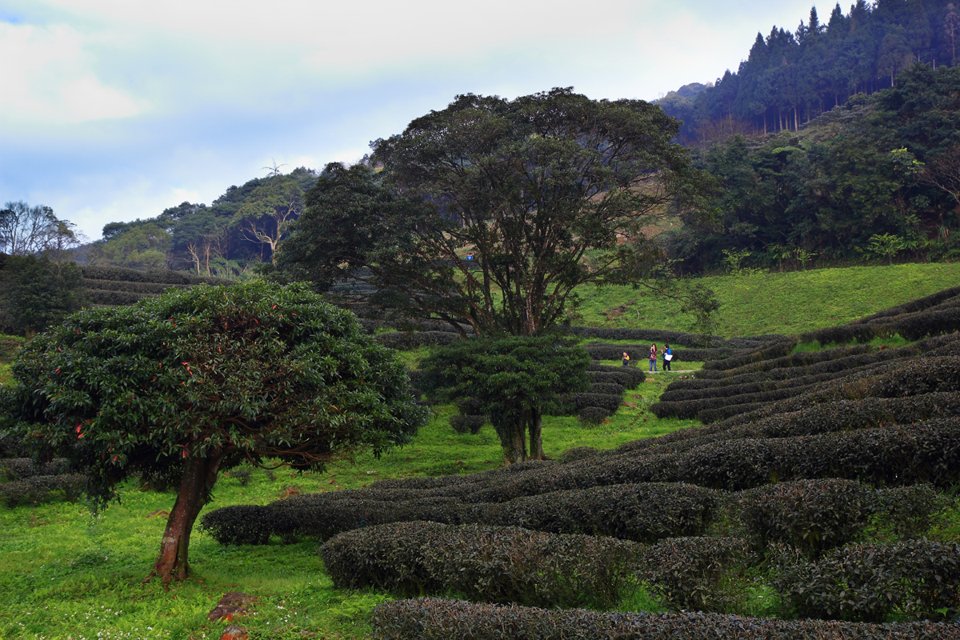 Tea fields in Sanxia