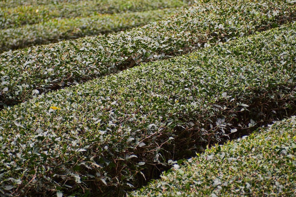 Maokong tea fields, Muzha