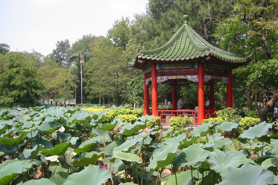 Lotus pond, Taipei Botanical Garden